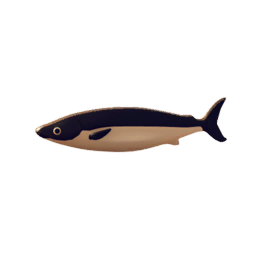 Brown Sardine